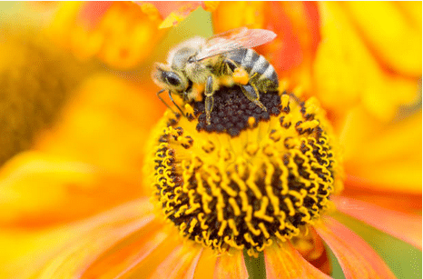 Dans certaines régions, l'abeille peut assurer 85%  de la pollinisation des plantes à fleurs.