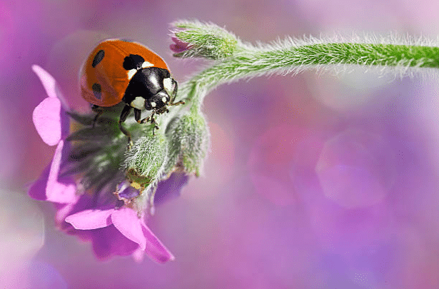 Insectes auxiliaires : quels sont ceux à avoir dans son jardin ?