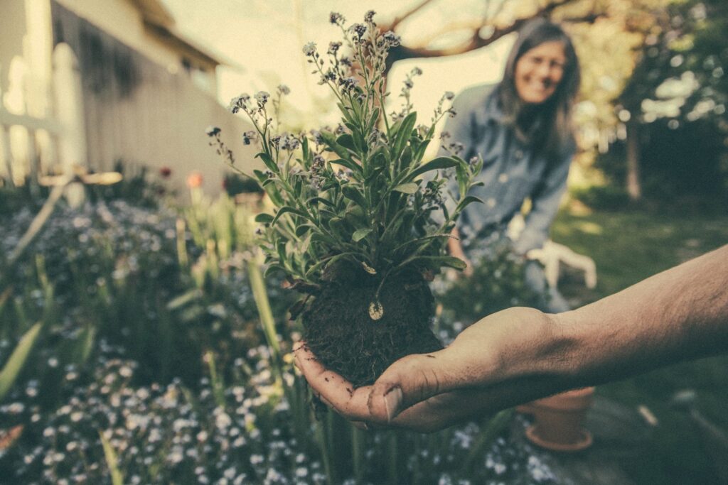 Activité de jardinage avec une plante au premier plan.