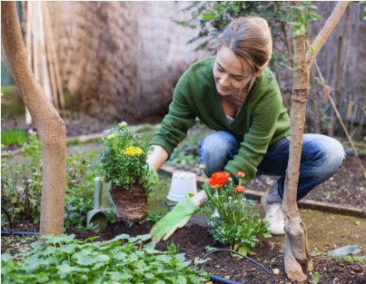 femme plantant des fleurs dans son jardin